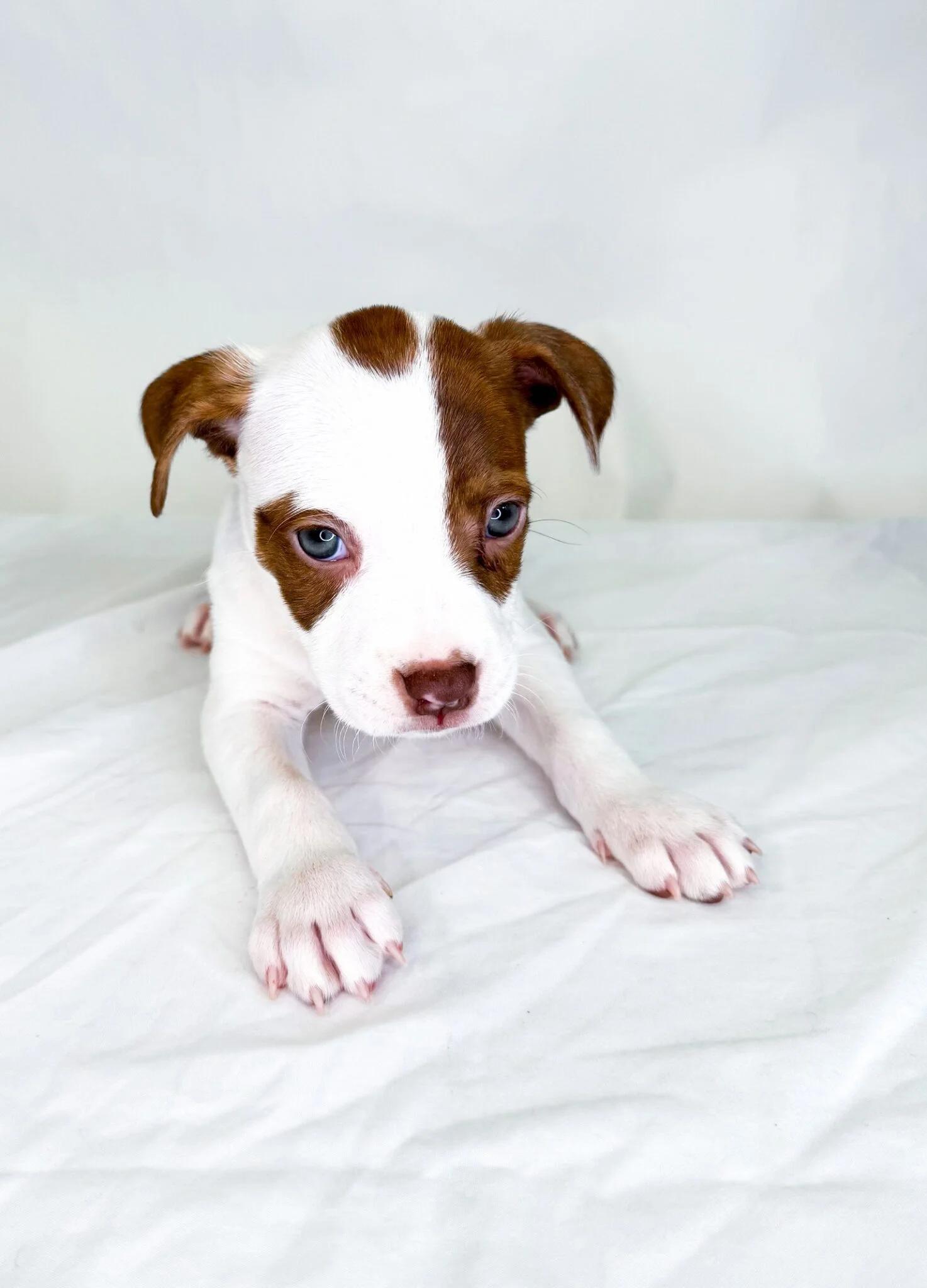 Enlarge Buttercream, an adopted mixed breed in Bixby, OK image 3/4