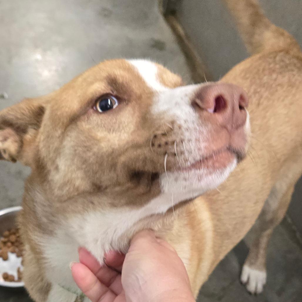 Enlarge Draco, a Adoptable mixed breed in Hannibal, MO image 1/1