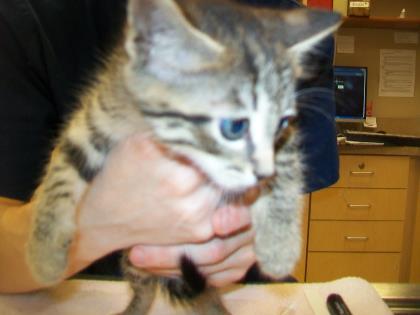 Enlarge Catwoman, a Adoptable mixed breed in Munster, IN image 1/1