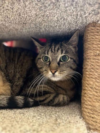Enlarge Catwoman, a Adoptable mixed breed in Munster, IN image 2/2