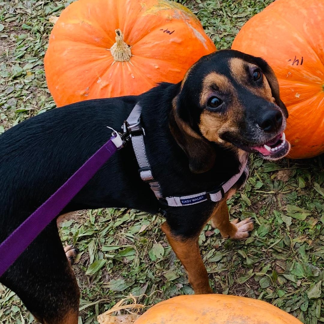 Enlarge Bella (#2), a Adoptable mixed breed in Cincinnati, OH image 1/3