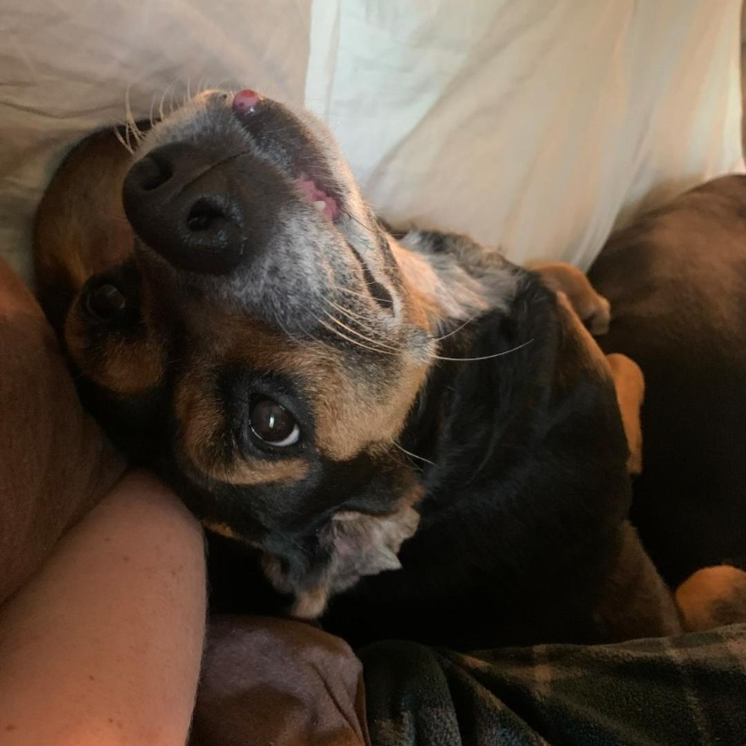 Enlarge Bella (#2), a Adoptable mixed breed in Cincinnati, OH image 2/3