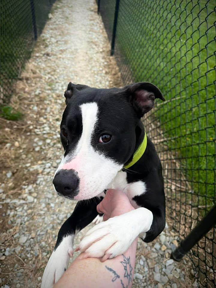 Harmony, ADOPTABLE, Young Female Pit Bull Terrier.