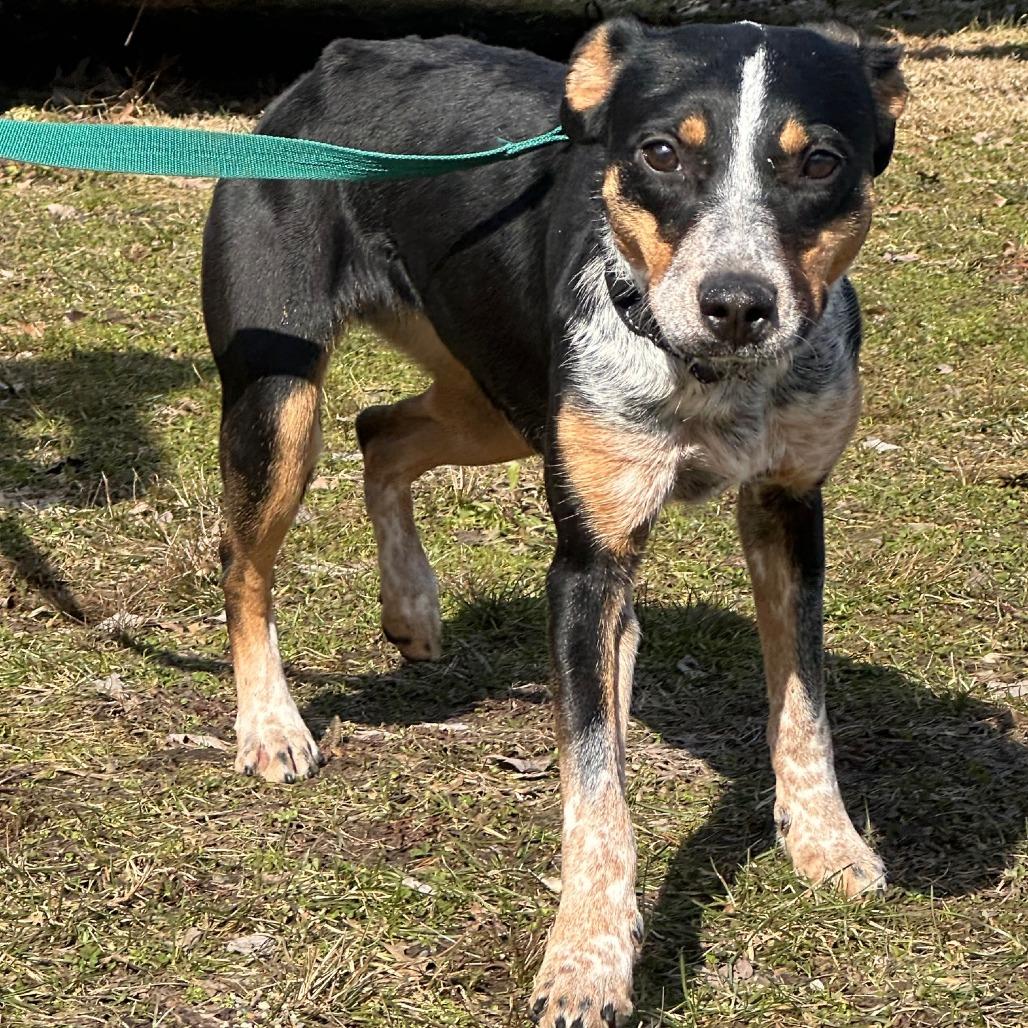 Mona, Adoptable, Adult Female Australian Cattle Dog / Blue Heeler & Cattle Dog.