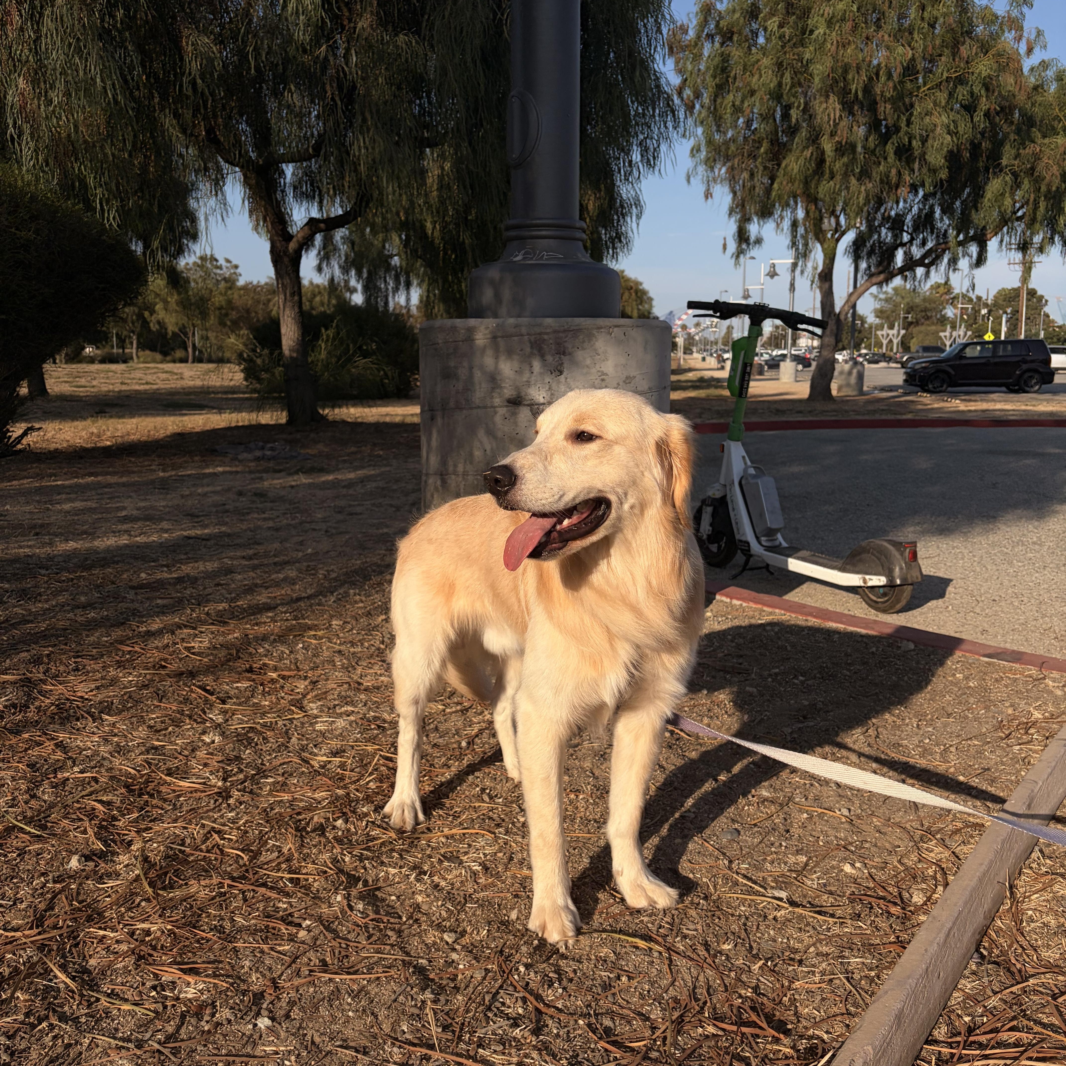 Luke, a ADOPTABLE Golden Retriever in Torrance, CA image 4/4