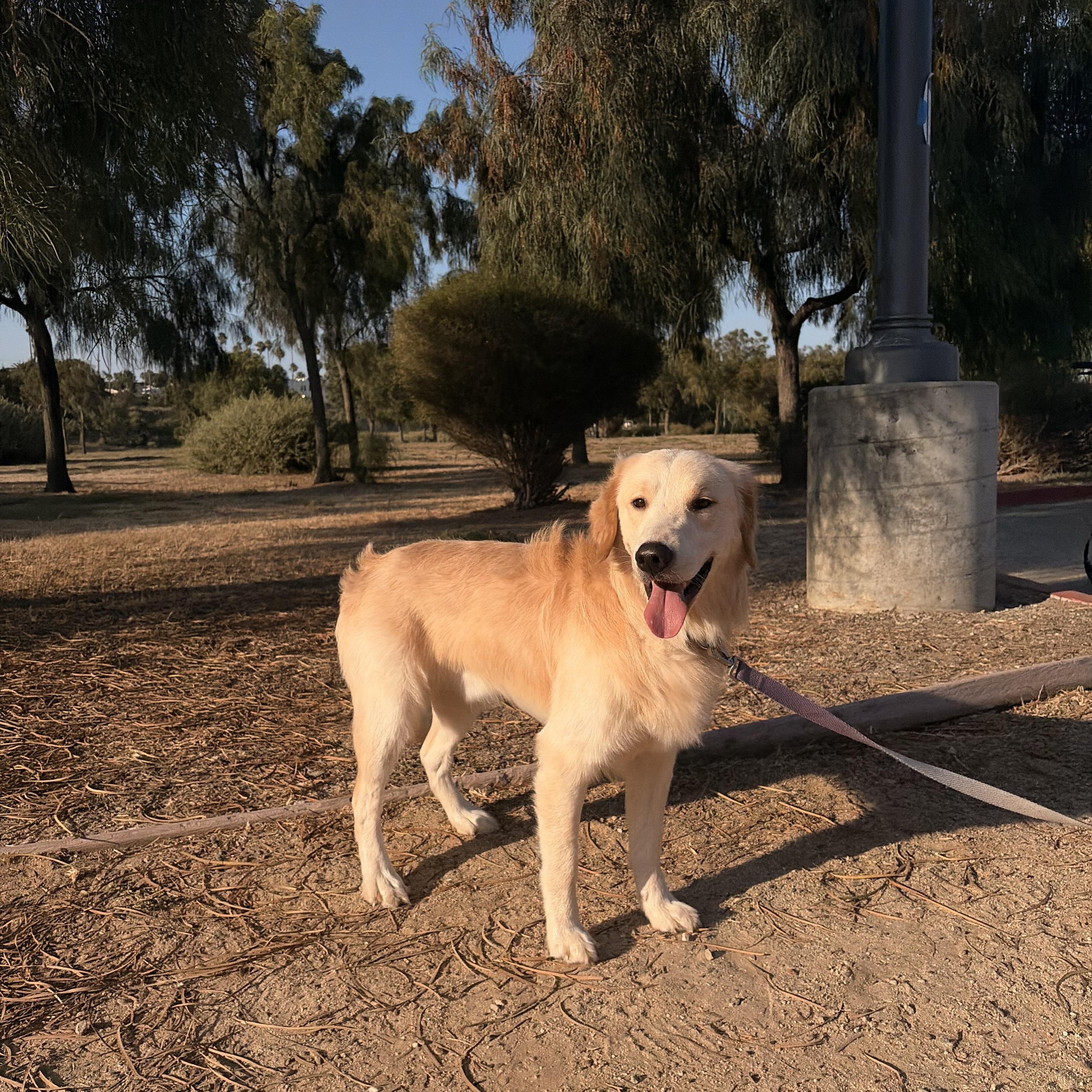 Luke, a ADOPTABLE Golden Retriever in Torrance, CA image 3/4