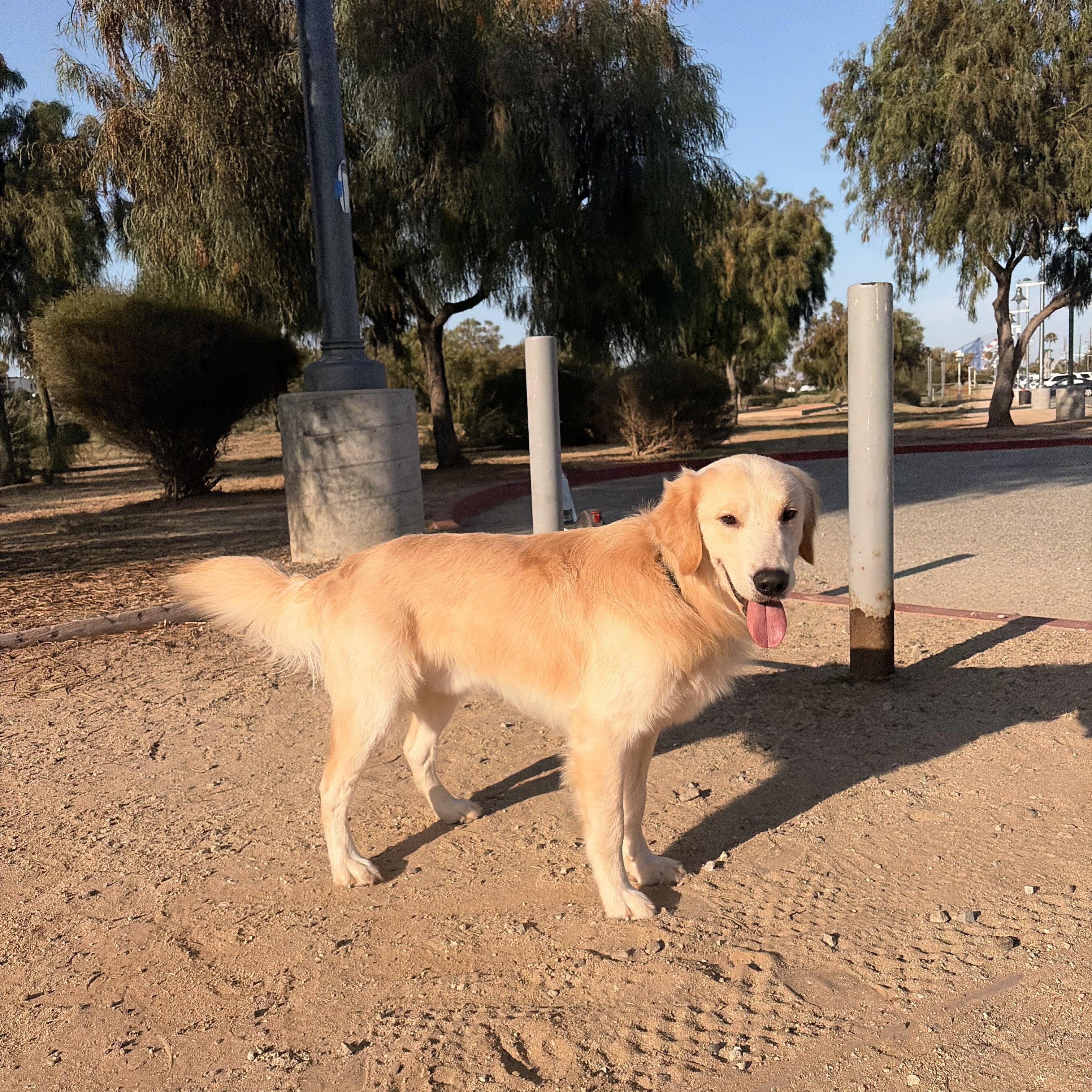 Luke, a ADOPTABLE Golden Retriever in Torrance, CA image 2/4