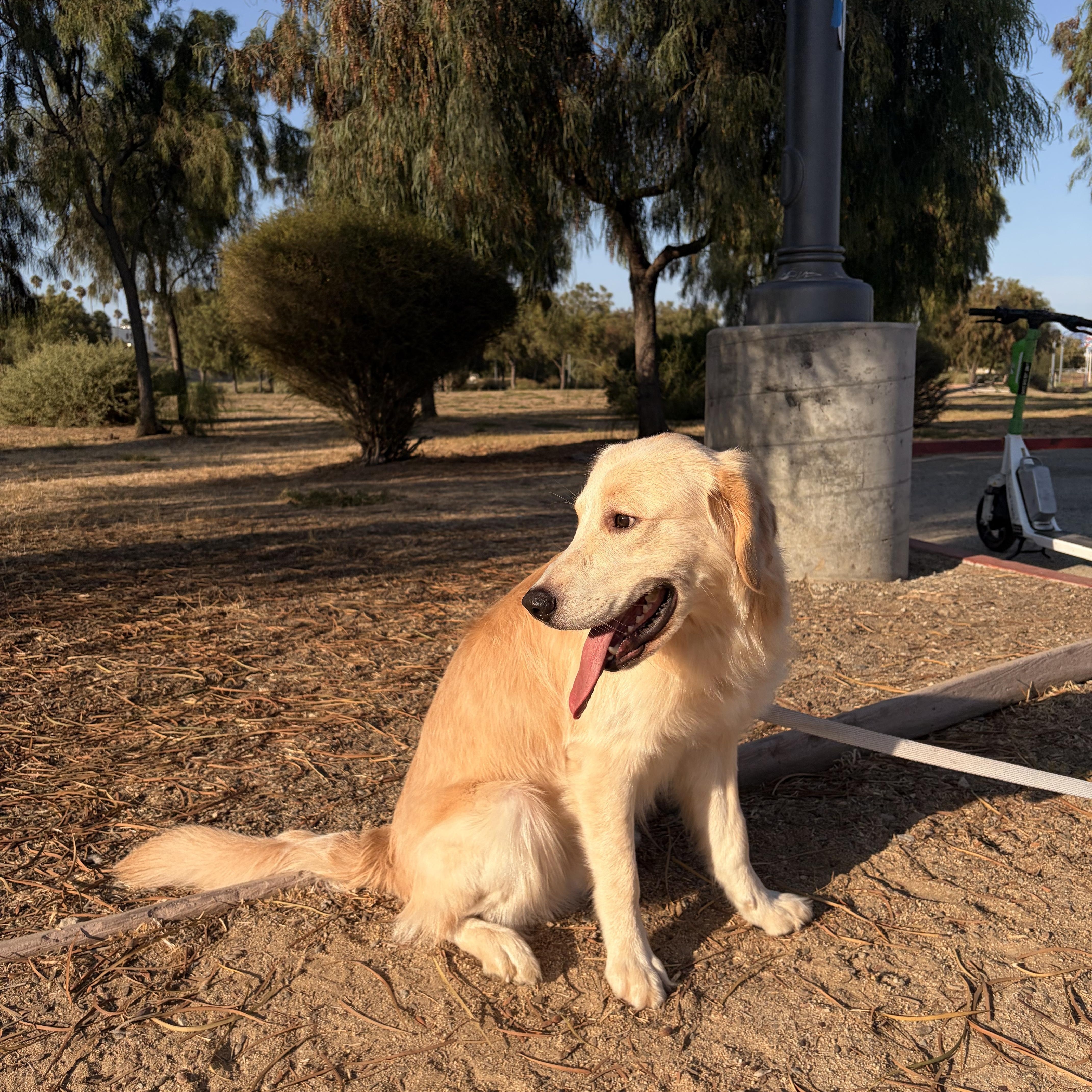 Luke, ADOPTABLE, Young Male Golden Retriever.