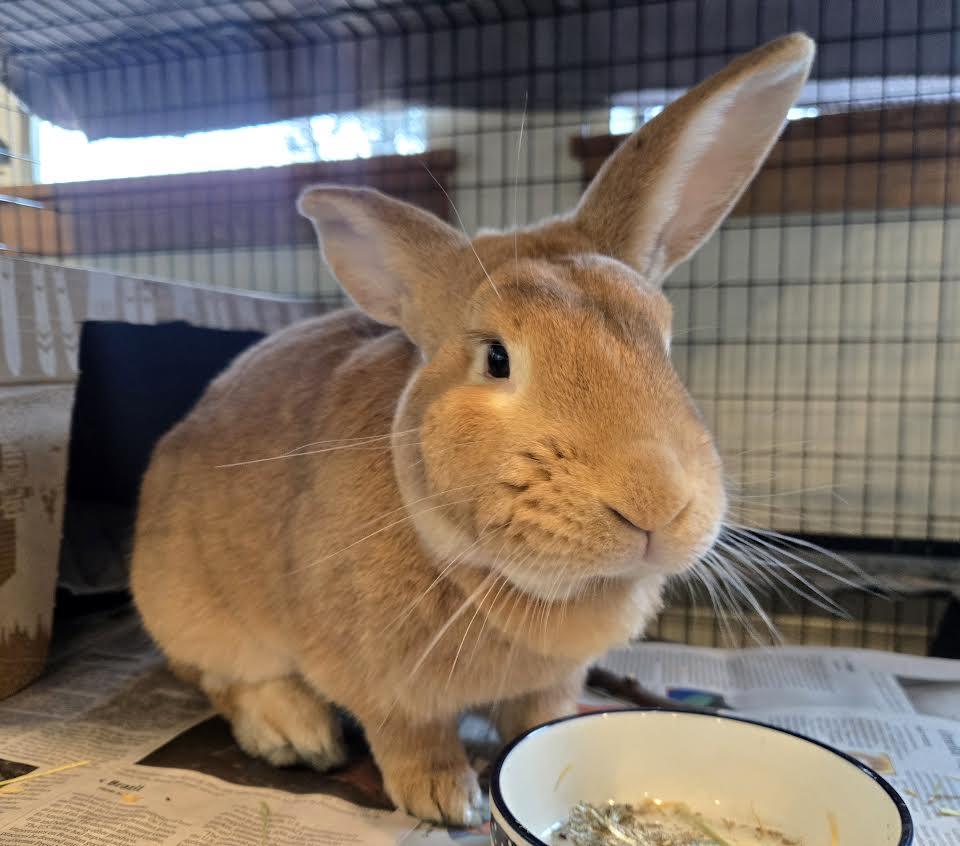 Timothy, adoptable, Young Male American.