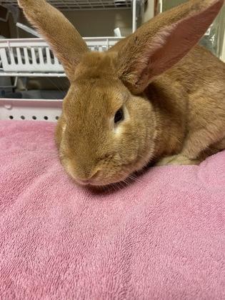 Enlarge Timothy, an adoptable American in Bellingham, WA image 1/1