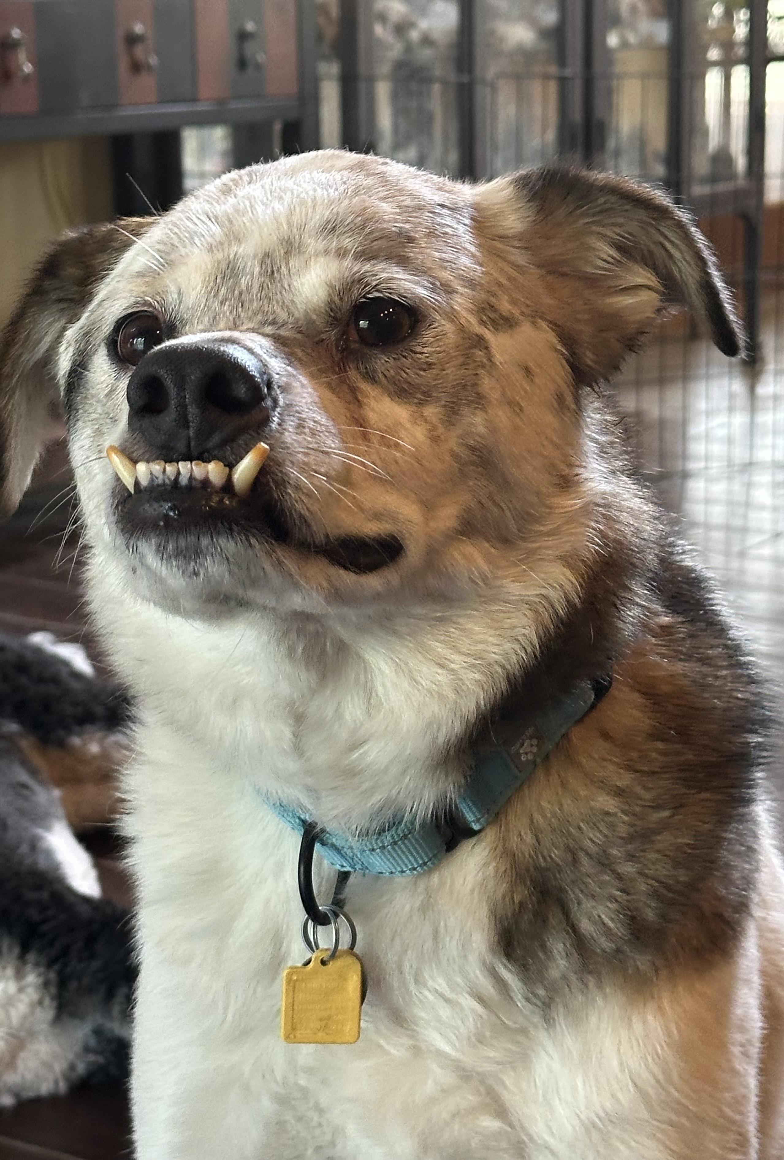 Walter, a ADOPTABLE mixed breed in Cleveland, OH image 2/5