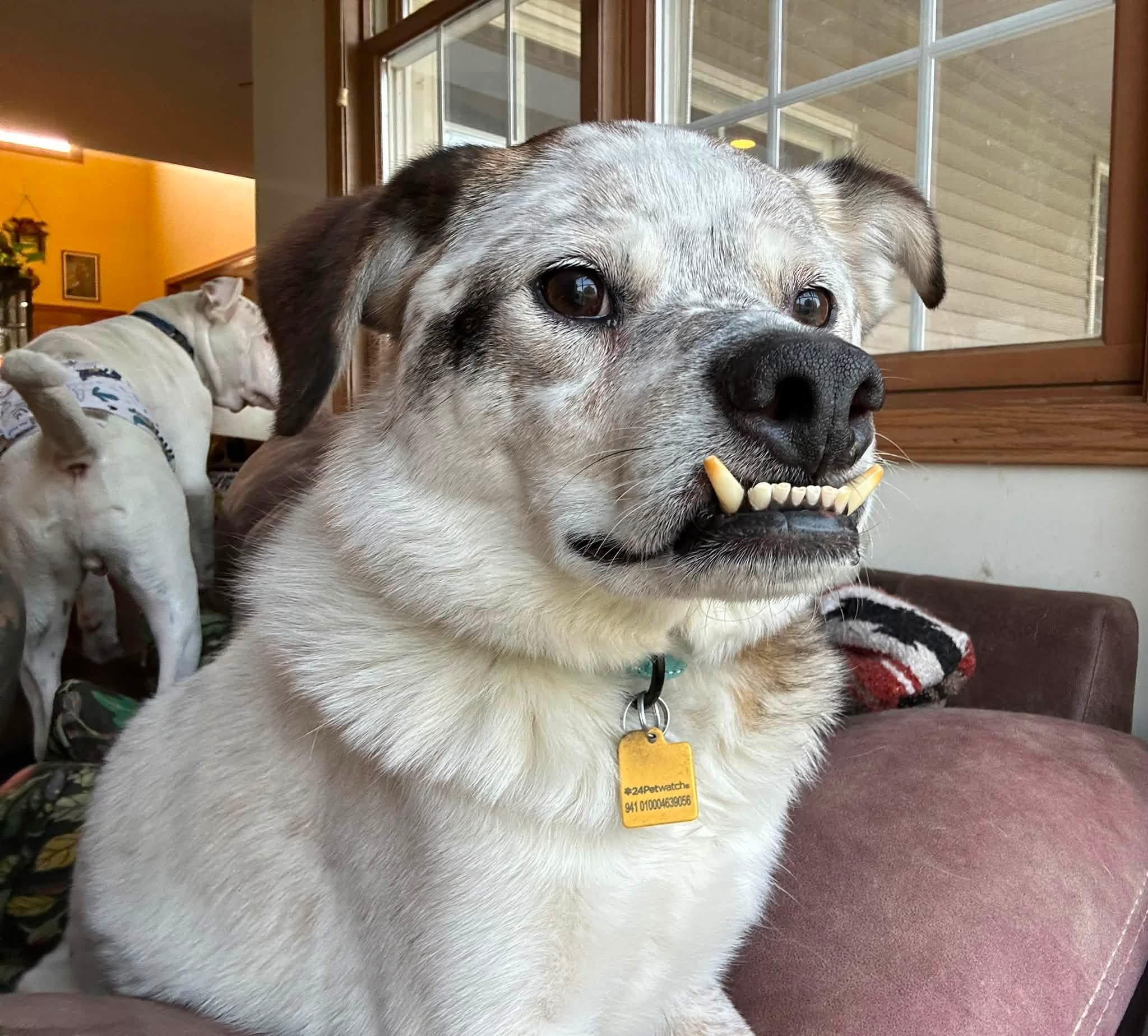 Walter, a ADOPTABLE mixed breed in Cleveland, OH image 5/5