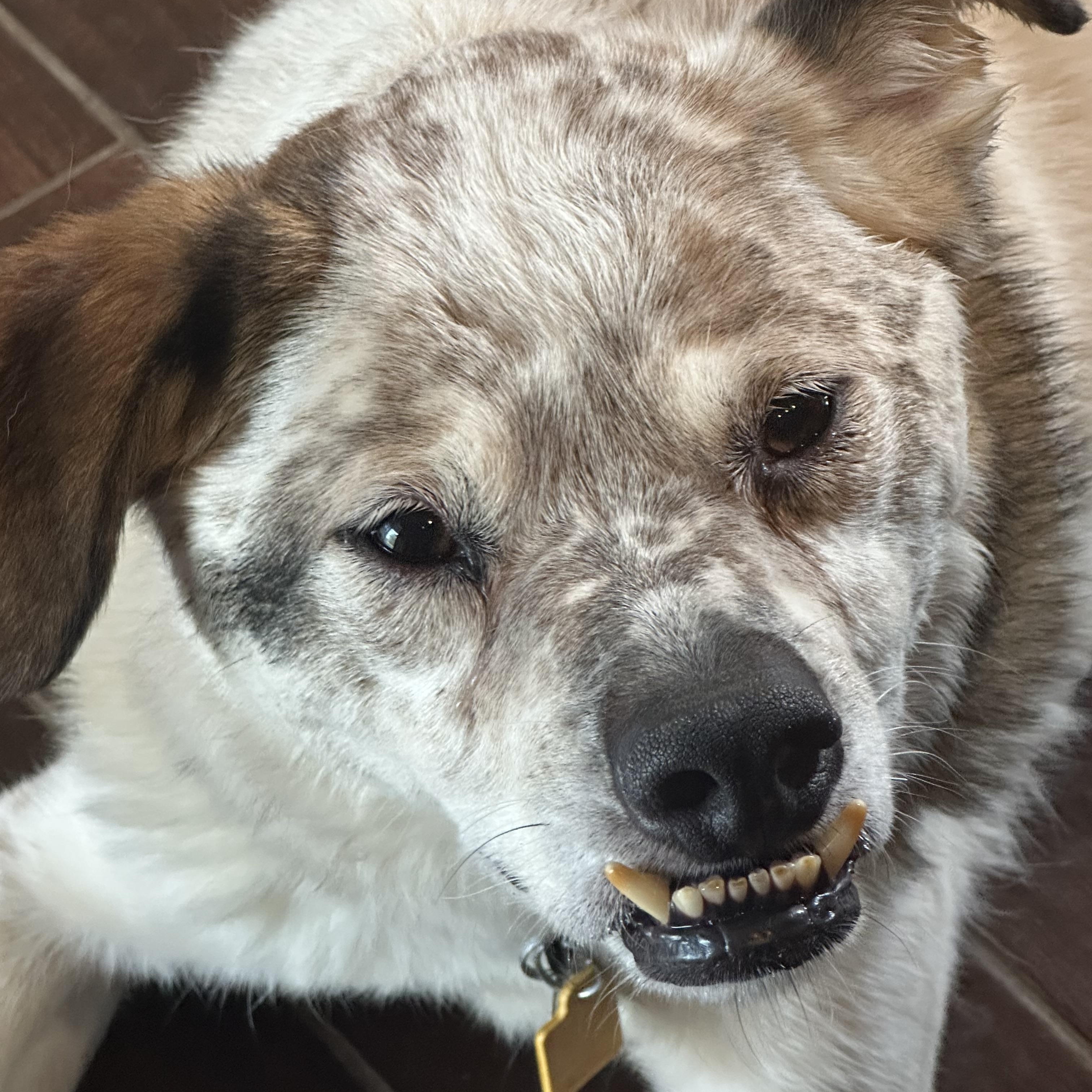 Walter, a ADOPTABLE mixed breed in Cleveland, OH image 3/5