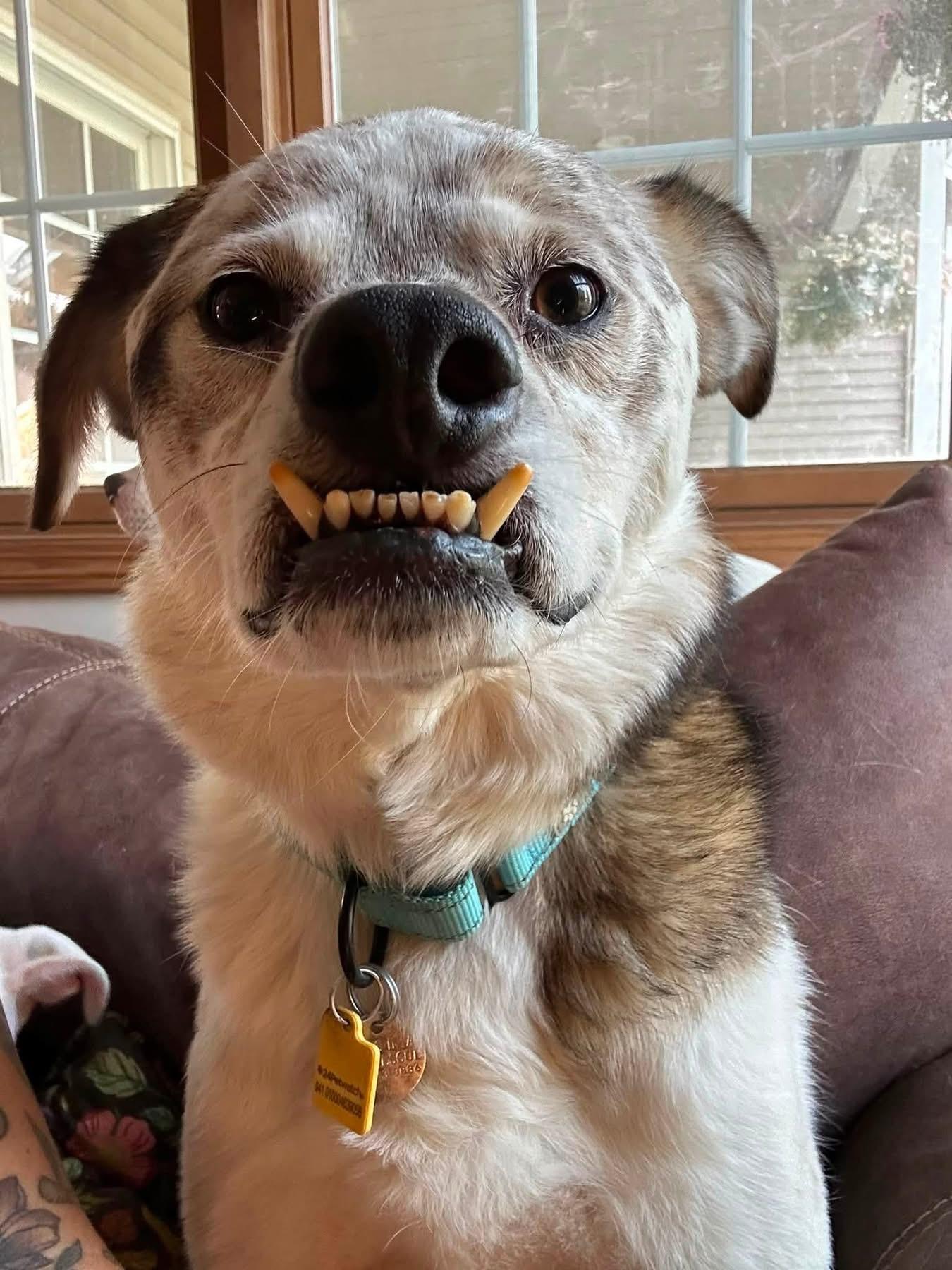 Walter, a ADOPTABLE mixed breed in Cleveland, OH image 4/5