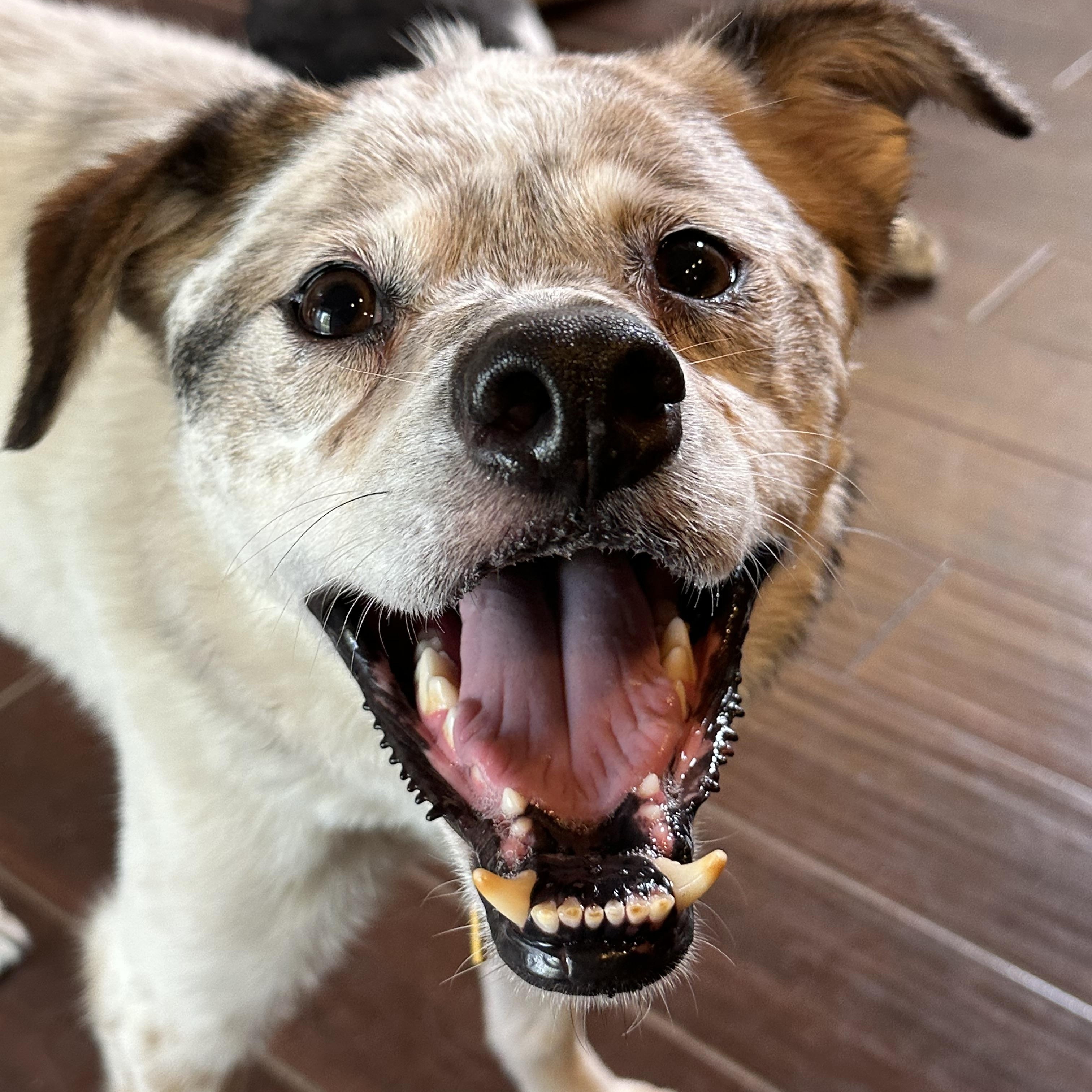 Walter, a ADOPTABLE mixed breed in Cleveland, OH image 1/5