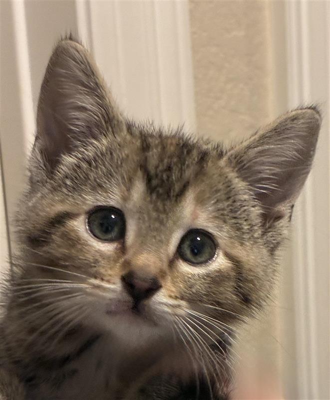 Morgan, Adoptable, Kitten Male Domestic Short Hair.