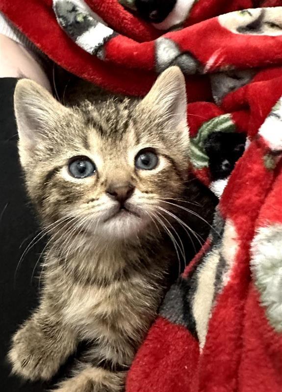 Enlarge Morgan, a Adoptable mixed breed in Fayetteville, AR image 3/3