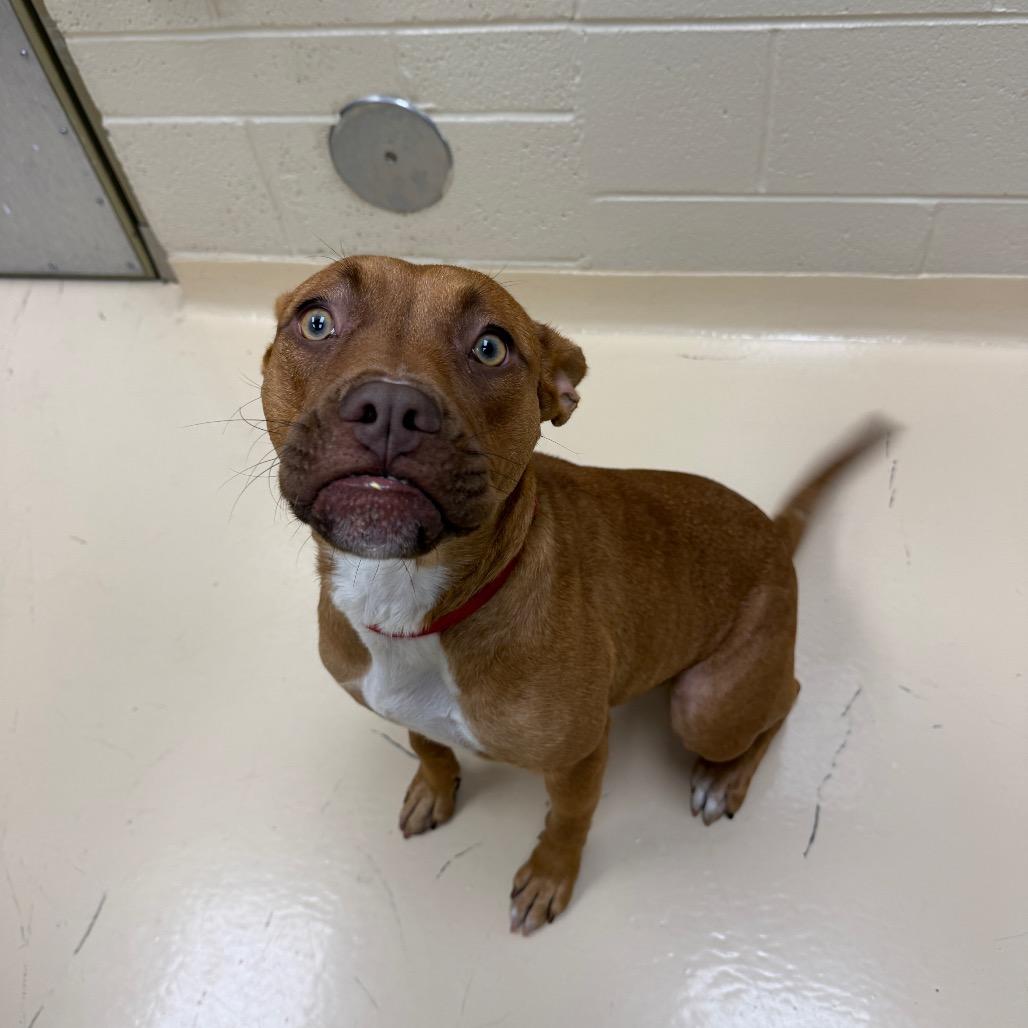 C. Breezy, Adoptable, Young Female Mixed Breed.