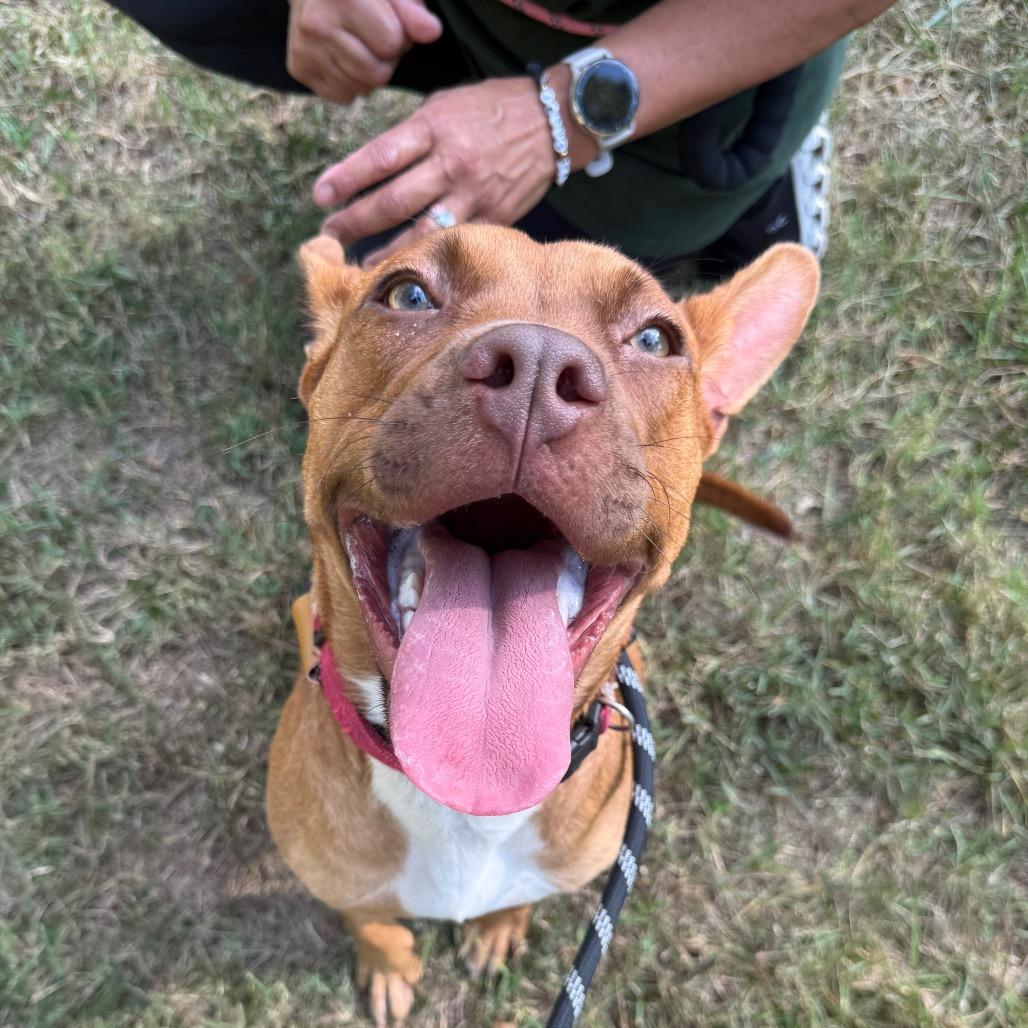 Enlarge C. Breezy, a Adoptable Mixed Breed in Winston-Salem, NC image 2/3