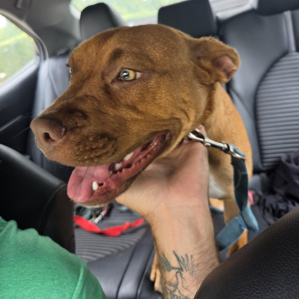 Enlarge C. Breezy, a Adoptable Mixed Breed in Winston-Salem, NC image 3/3