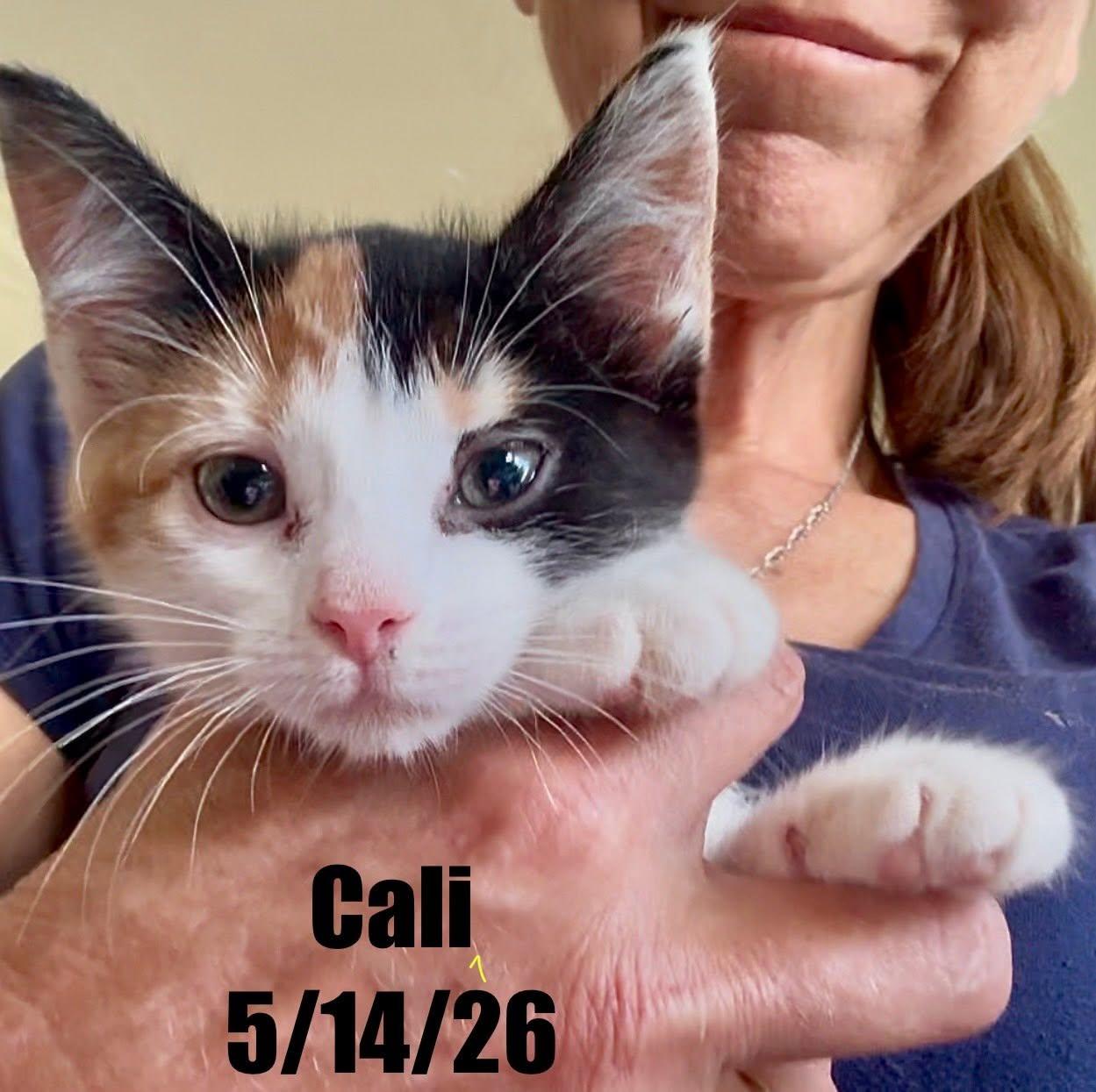 Cali, Adoptable, Young Female Domestic Short Hair.