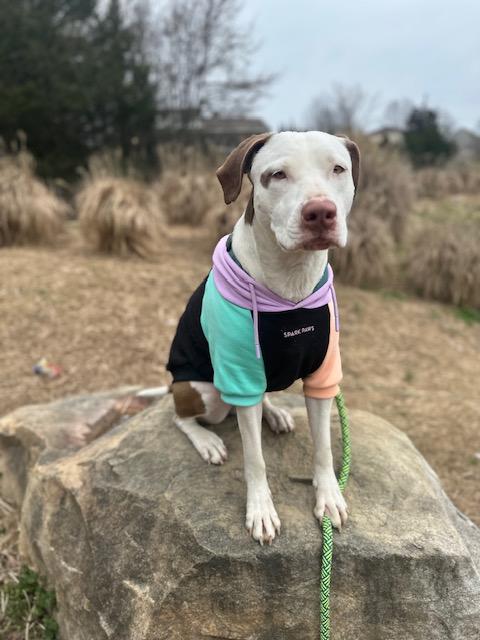 Leesa , a Adoptable mixed breed in Woburn, MA image 4/6