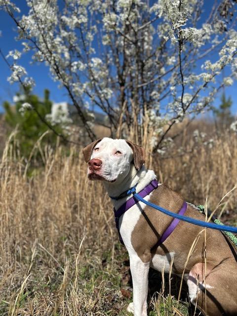 Leesa , a Adoptable mixed breed in Woburn, MA image 5/6