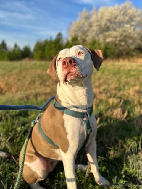 Leesa , a Adoptable mixed breed in Woburn, MA image 2/6