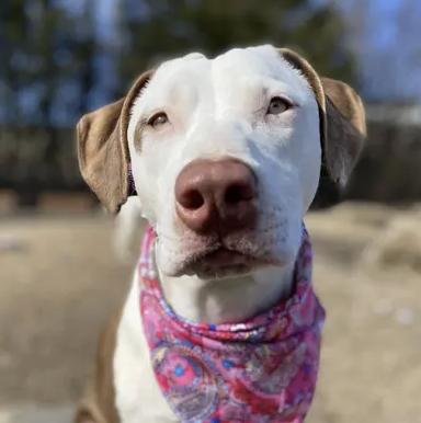 Leesa , a Adoptable mixed breed in Woburn, MA image 3/6