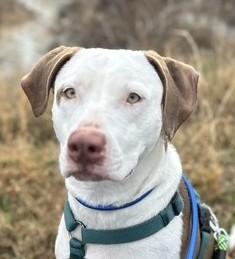 Leesa , a Adoptable mixed breed in Woburn, MA image 1/6