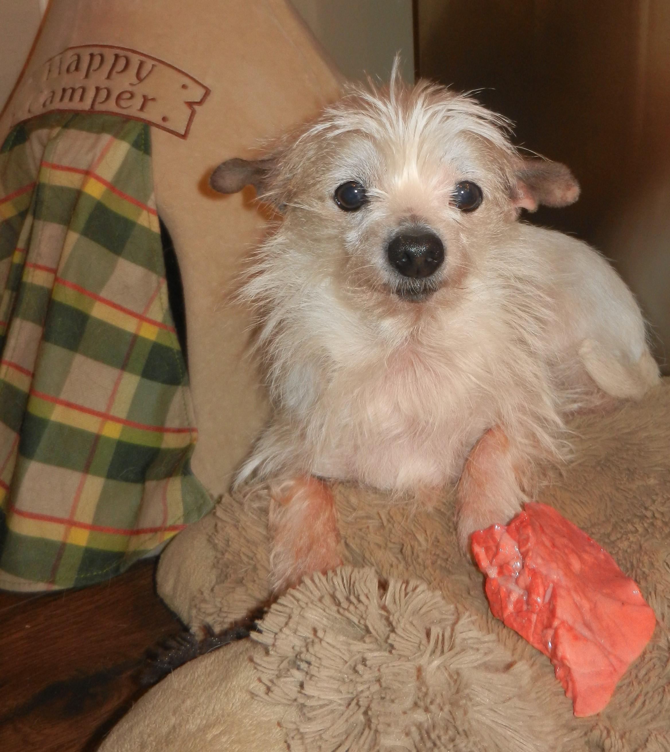 Enlarge Gerald, a ADOPTABLE mixed breed in Kelso, WA image 3/4