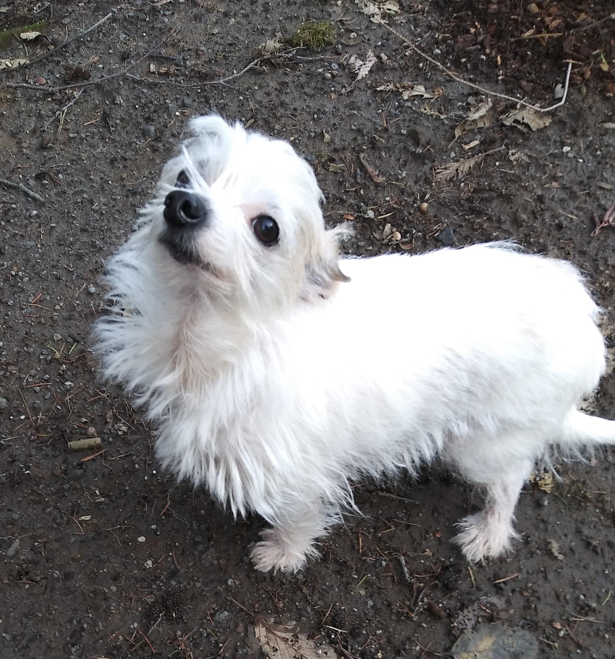 Gerald, ADOPTABLE, Senior Male Terrier & Chinese Crested Dog.
