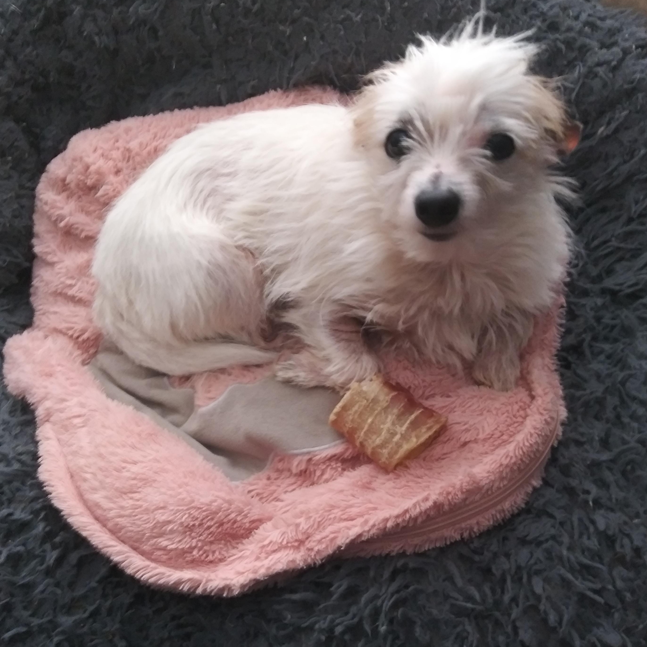 Enlarge Gerald, a ADOPTABLE mixed breed in Kelso, WA image 4/4