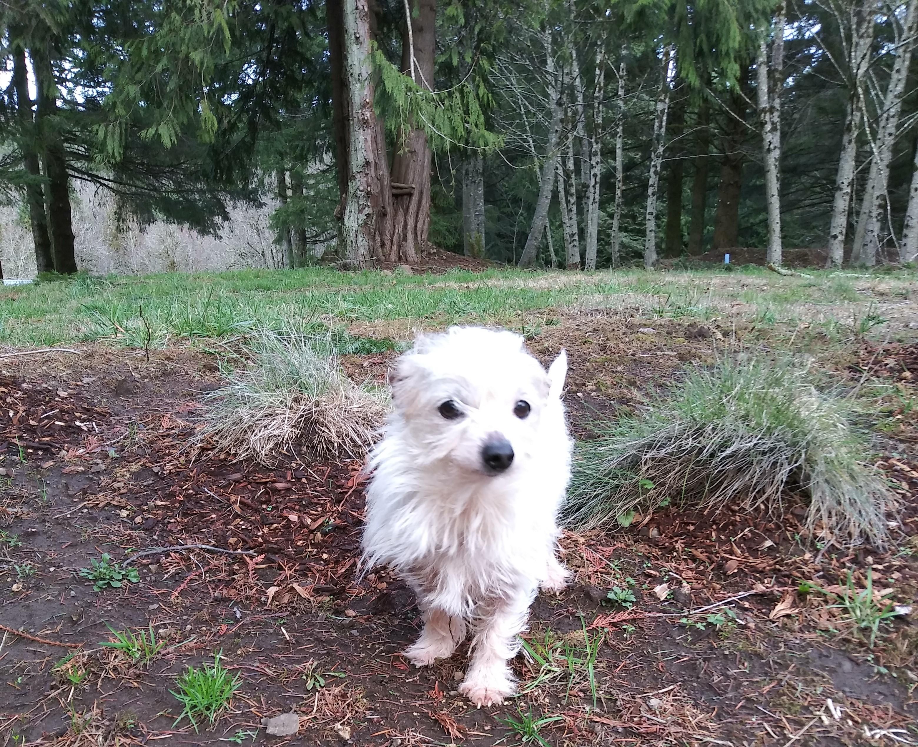 Enlarge Gerald, a ADOPTABLE mixed breed in Kelso, WA image 2/4