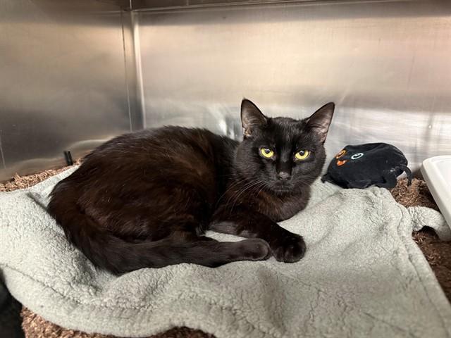 KEVIN, Adoptable, Young Male Domestic Short Hair.