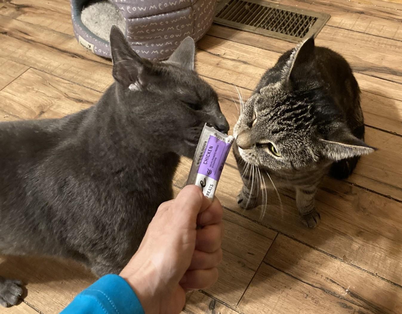 Enlarge Danny (brother of Sandy), a Adoptable Domestic Short Hair in Floyd, VA image 3/5