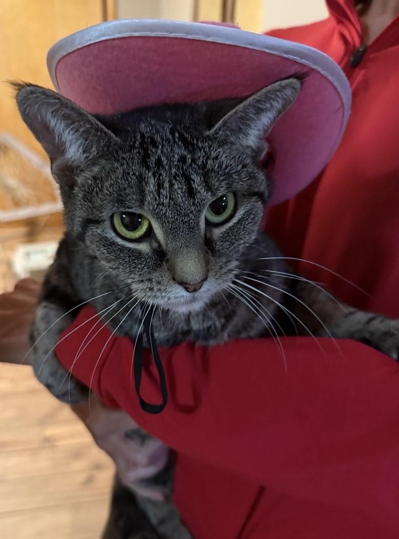 Enlarge Danny (brother of Sandy), a Adoptable Domestic Short Hair in Floyd, VA image 2/5