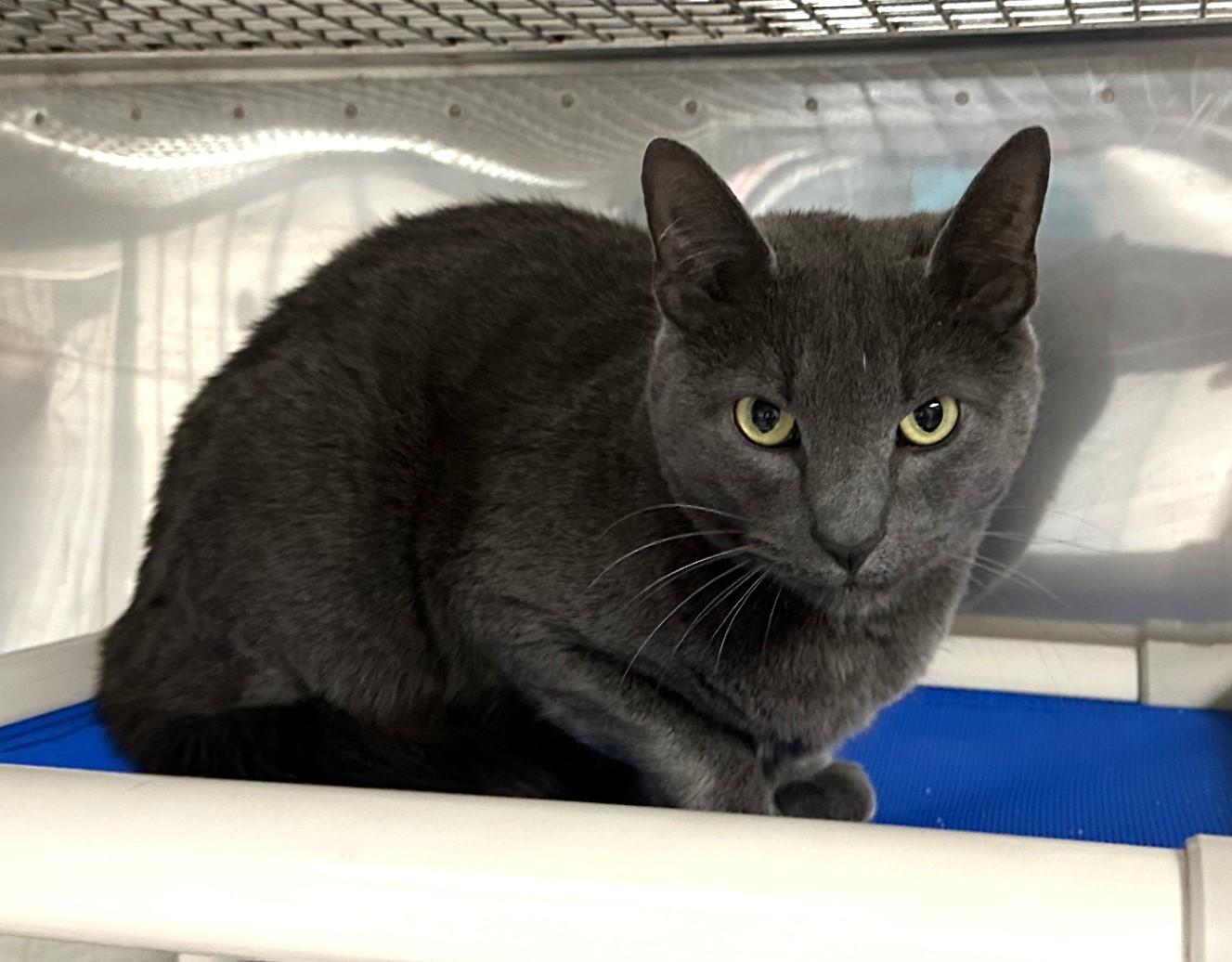 Enlarge Danny (brother of Sandy), a Adoptable Domestic Short Hair in Floyd, VA image 4/5