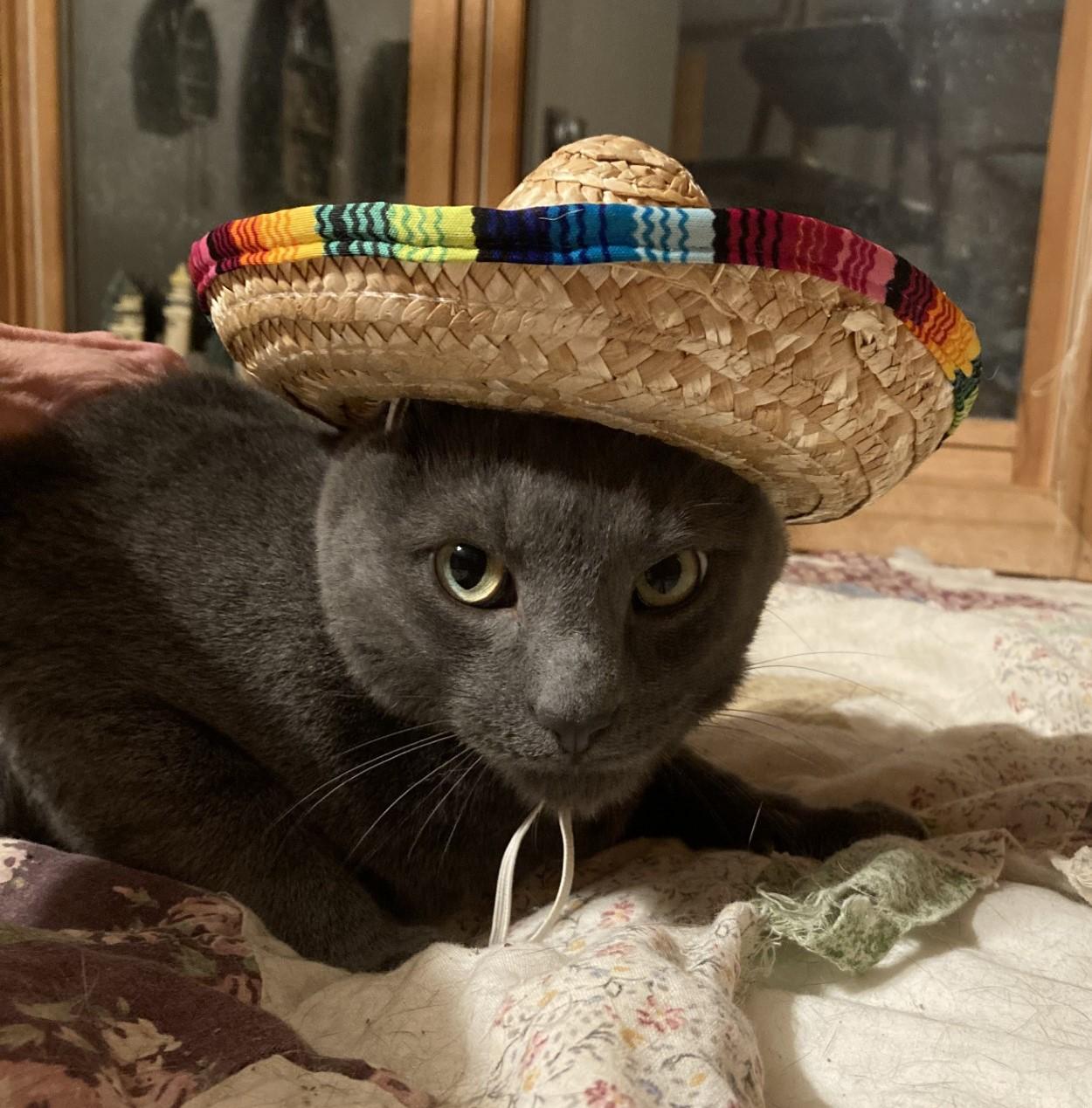 Danny (brother of Sandy), Adoptable, Adult Male Domestic Short Hair.