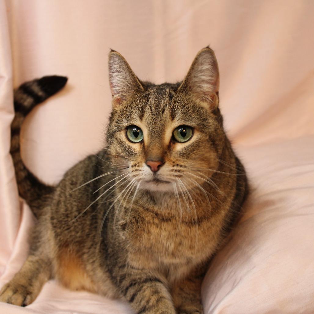 Enlarge Riba, a Adoptable Domestic Short Hair in Gaylord, MN image 1/3
