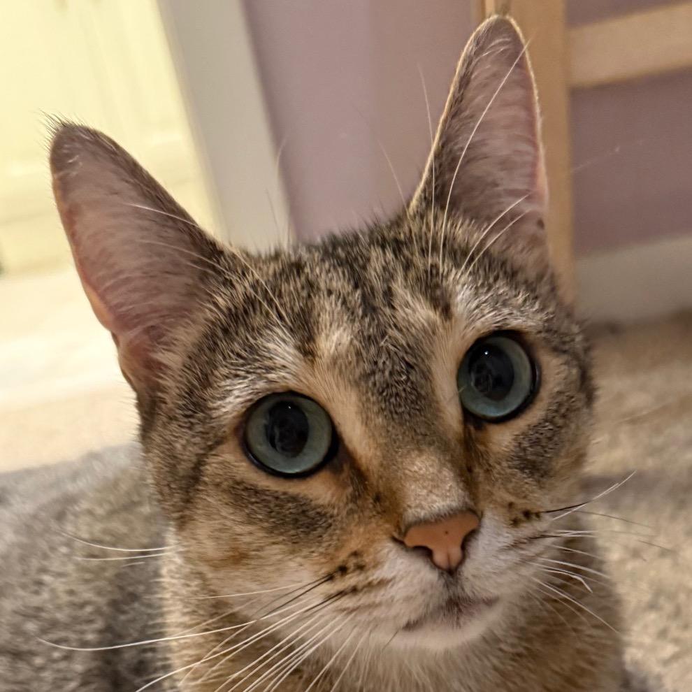 Riba, Adoptable, Adult Female Domestic Short Hair & Abyssinian.