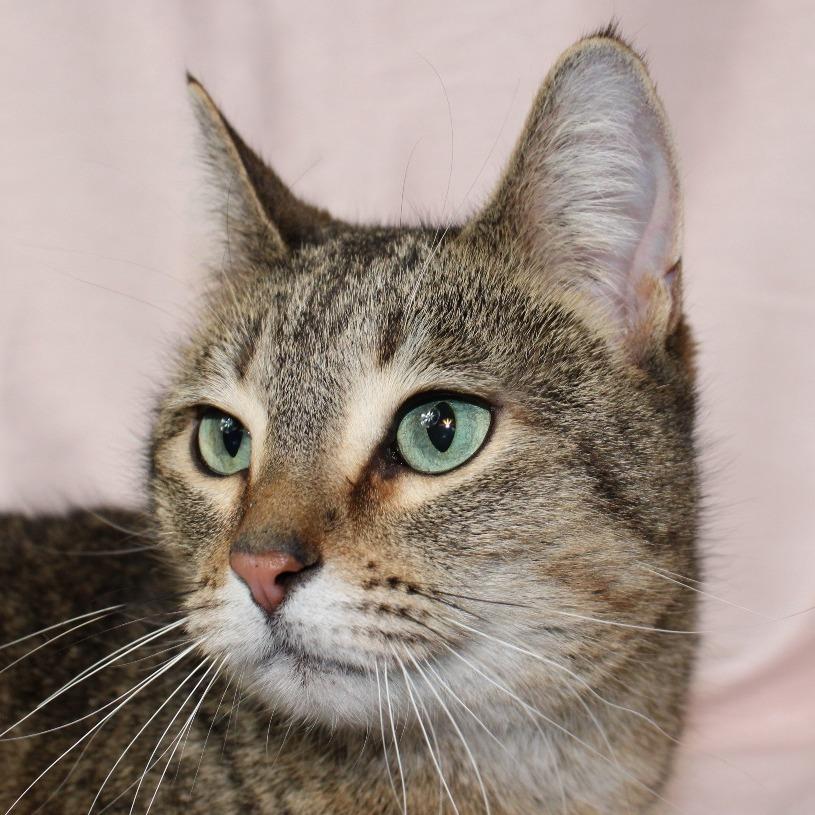 Riba, a Adoptable Domestic Short Hair in Gaylord, MN image 1/3