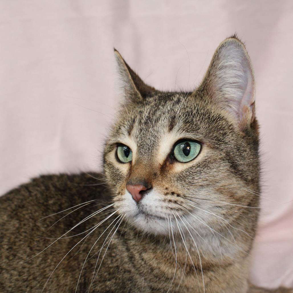 Enlarge Riba, a Adoptable Domestic Short Hair in Gaylord, MN image 2/3