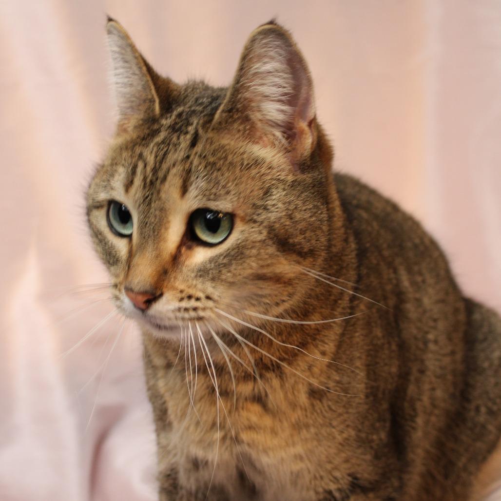Enlarge Riba, a Adoptable Domestic Short Hair in Gaylord, MN image 3/3
