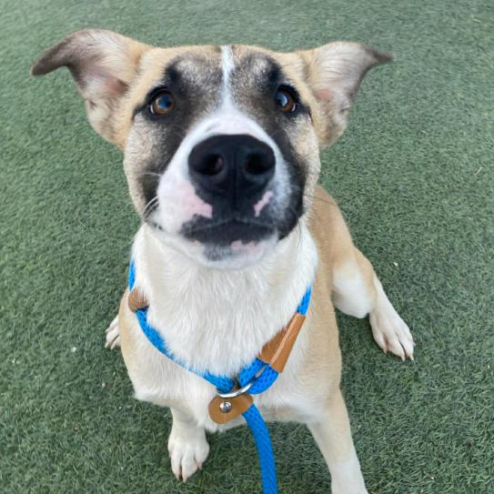 Eowyn, Adoptable, Young Female Shepherd.