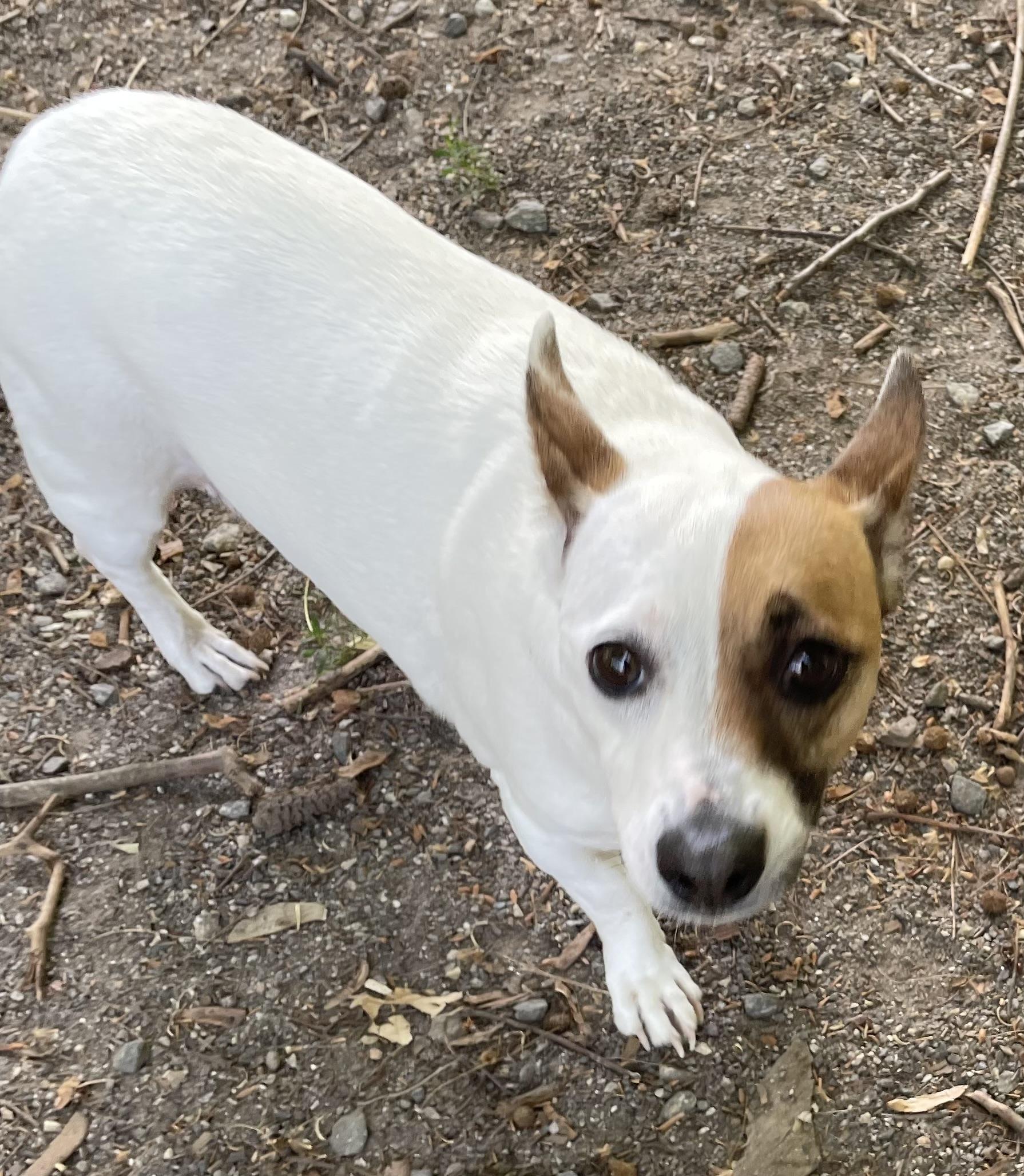 Enlarge Puddles, a ADOPTABLE mixed breed in Heathsville, VA image 4/5