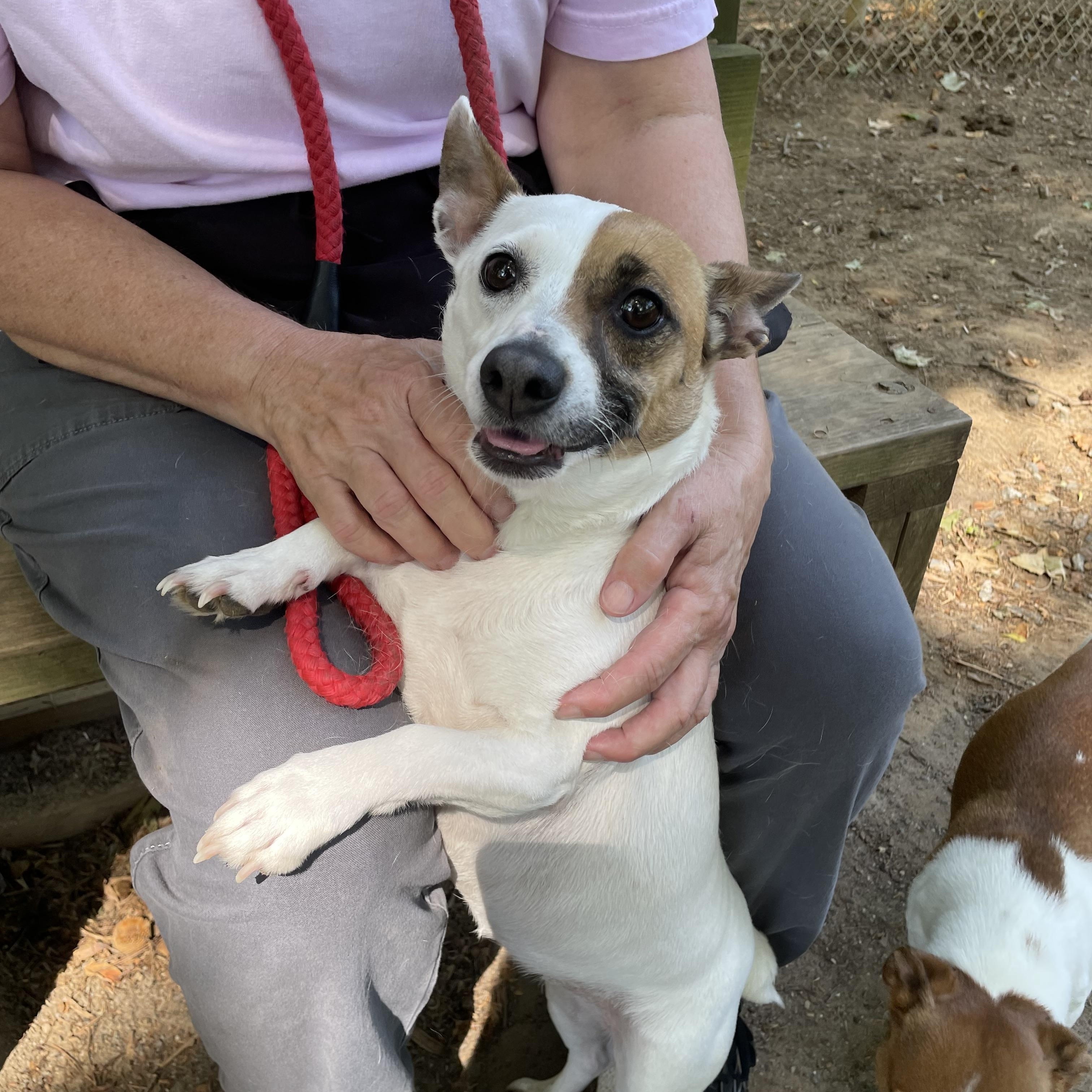 Enlarge Puddles, a ADOPTABLE mixed breed in Heathsville, VA image 2/5
