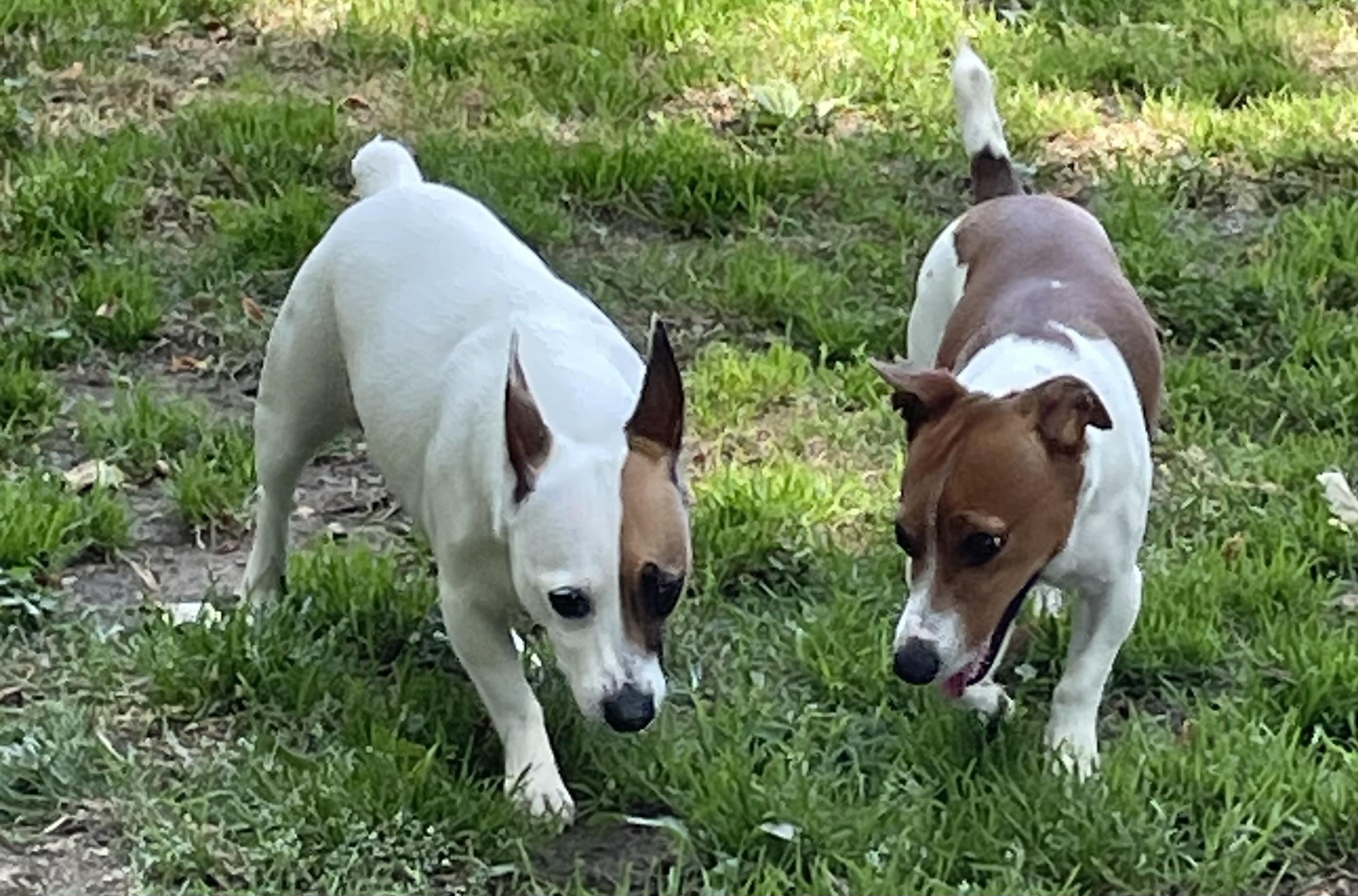 Enlarge Puddles, a ADOPTABLE mixed breed in Heathsville, VA image 3/5