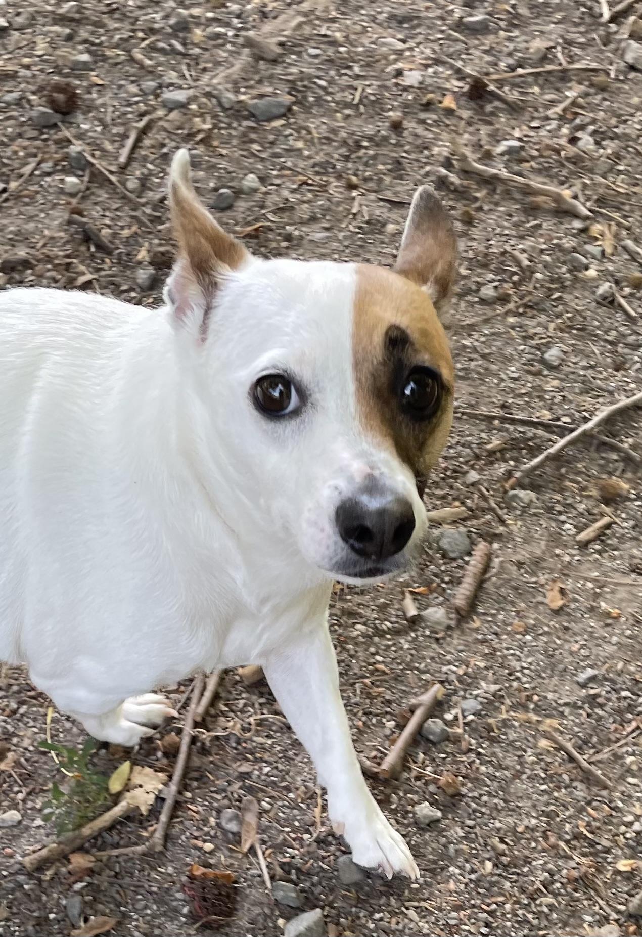 Puddles, ADOPTABLE, Adult Female Jack Russell Terrier & Mixed Breed.
