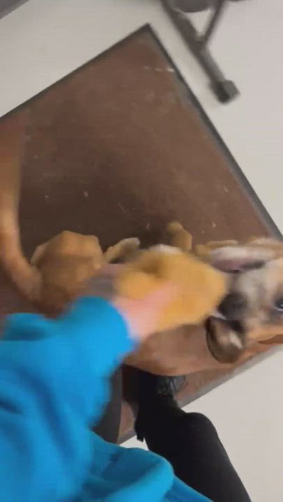 Enlarge Toby, a Adopted mixed breed in Lemont, IL video 1/6